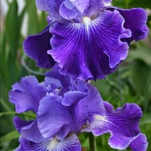 Meet your Posher, Giuditta